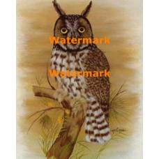 Owl  - XKA8221  -  PRINT