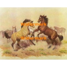 Frisky Equines  - XKA8299  -  PRINT