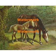 Bay Mare & Foal  - XKA8312  -  PRINT