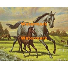 Gray Mare & Foal  - XKA8314  -  PRINT
