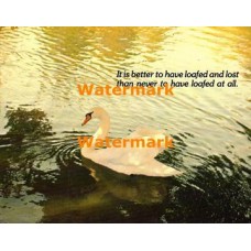 Swan  - XKALAM2149  -  PHOTO PRINT