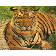 Noble Tiger  - XKALAM2171  -  PHOTO PRINT