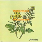 Mustard  - XBKM671  -  PRINT