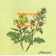 Mustard  - XBKM671  -  PRINT