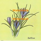 Saffron  - XBKM672  -  PRINT