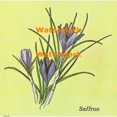 Saffron  - XBKM672  -  PRINT