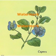 Capers  - XBKM673  -  PRINT