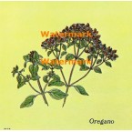 Oregano  - XBKM674  -  PRINT