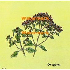 Oregano  - XBKM674  -  PRINT