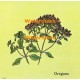 Oregano  - XBKM674  -  PRINT