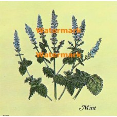 Mint  - XBKM675  -  PRINT