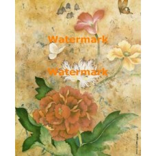Oreintal Poppy  - XKWIA3122  -  PRINT