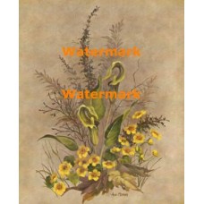 Marsh Marigolds  - XKWIA3140  -  PRINT