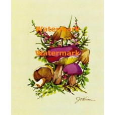 Mushrooms  - XS218  -  PRINT