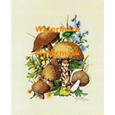 Mushrooms  - XS219  -  PRINT