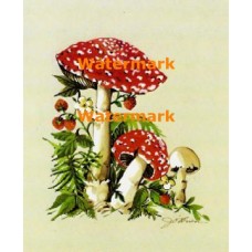 Mushrooms  - XS220  -  PRINT