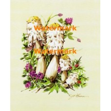 Mushrooms  - XS221  -  PRINT