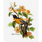Baltimore Oriole  - XS2548  -  PRINT