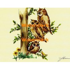Owl Famly  - XS291  -  PRINT