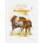 Horses  - XS4047  -  PRINT