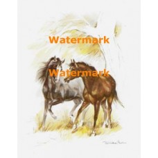 Horses  - XS4047  -  PRINT