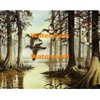 Wood Ducks & Swamp  - XS4547  -  PRINT