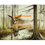 Green Winged Teals & Swamp  - XS4548  -  PRINT