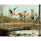 Red Head Ducks  - XS4549  -  PRINT