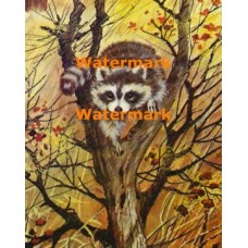 Ready To Leap  - XS4936  -  PRINT