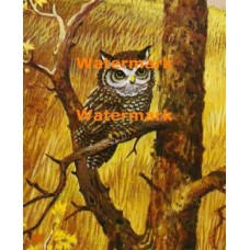 The Owl  - XS4937  -  PRINT