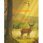 Deer At Riverbank  - XS5097  -  PRINT