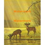 Deer At Riverbank  - XS5098  -  PRINT