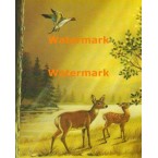 Doe And Fawn  - XS5099  -  PRINT