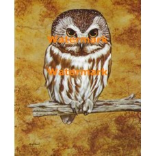 Owl  - XS5377  -  PRINT