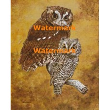 Owls  - XS5378  -  PRINT