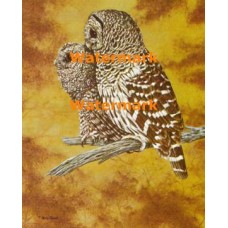 Owls  - XS5379  -  PRINT