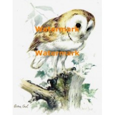 Barn Owl  - XS5430  -  PRINT