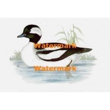 Bufflehead  - XS5475  -  PRINT