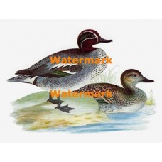 Green-Winged Teal Duck  - XS5476  -  PRINT