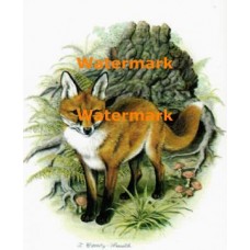 Fox  - XS5882  -  PRINT