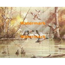 Mallards  - XS7565  -  PRINT