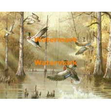 Mallards  - XS7566  -  PRINT