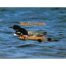 Ducks  - XS7781  -  PRINT