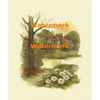 Daisies Across The Stream  - XBSC1767  -  PRINT