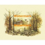 Pheasants  - XBSC1781  -  PRINT