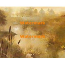 Cattails  - XBSC2176  -  PRINT