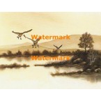 Canadian Geese  - XBSC2900  -  PRINT