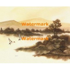 Pintails  - XBSC2902  -  PRINT