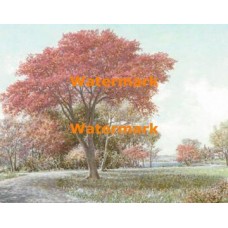 The Path  - XBSC3466  -  PRINT