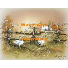 Birdwalk  - XBSC3579  -  PRINT